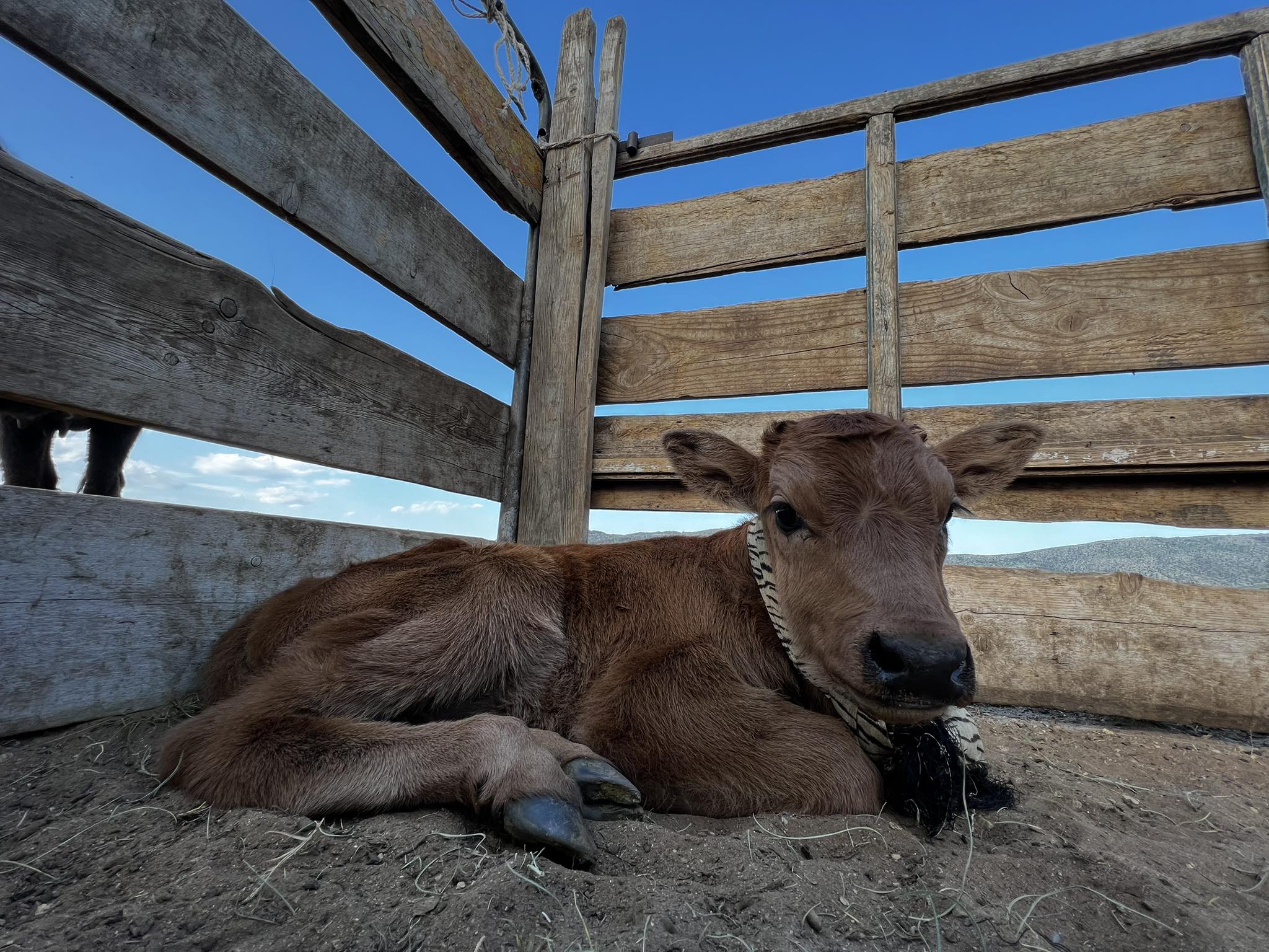 A young calf from the countryside